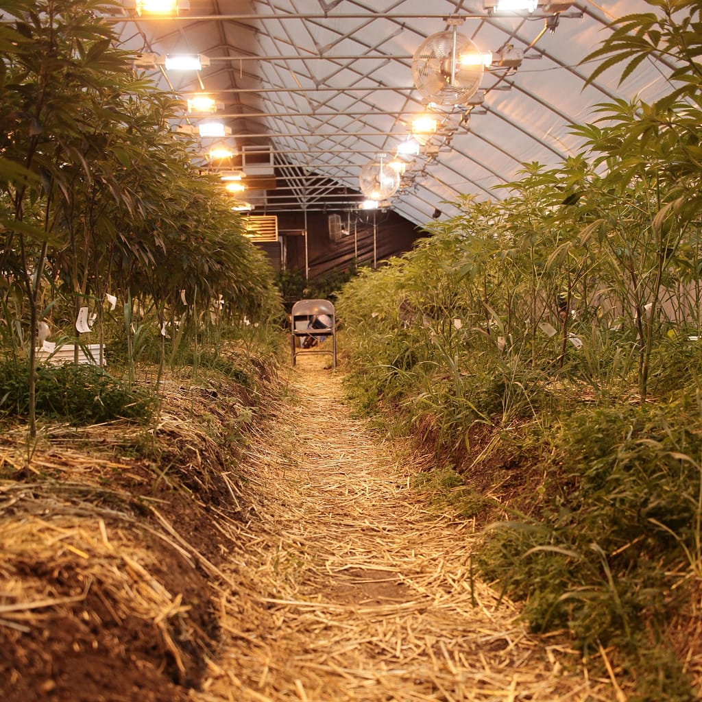 pacific nw roots greenhouse cannabis cultivation photo