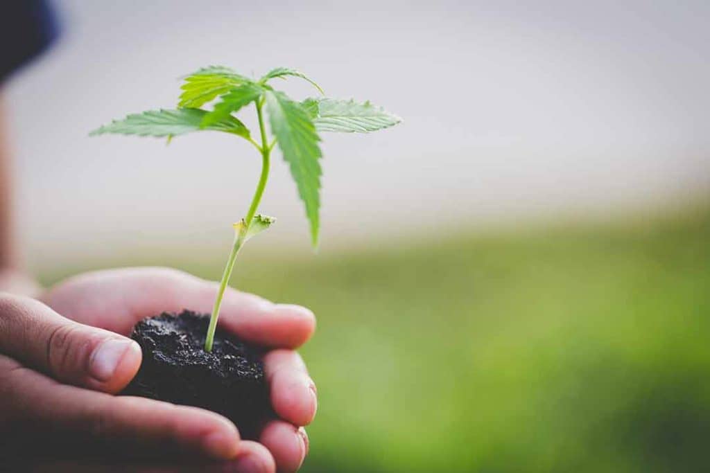 cannabis plant sprout stock photo