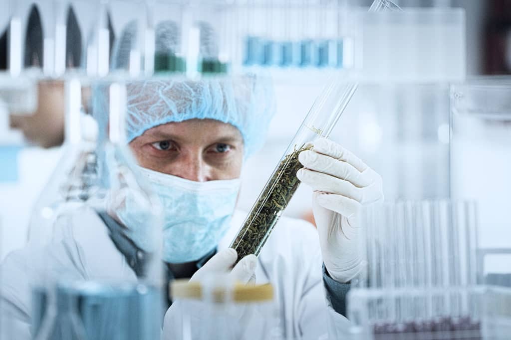 scientist testing marijuana stock photo