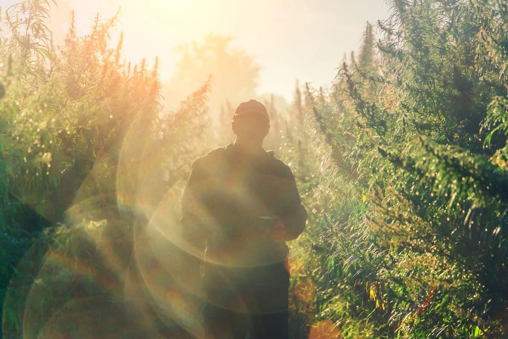 legacy market cannabis farmer walks his outdoor grow photo