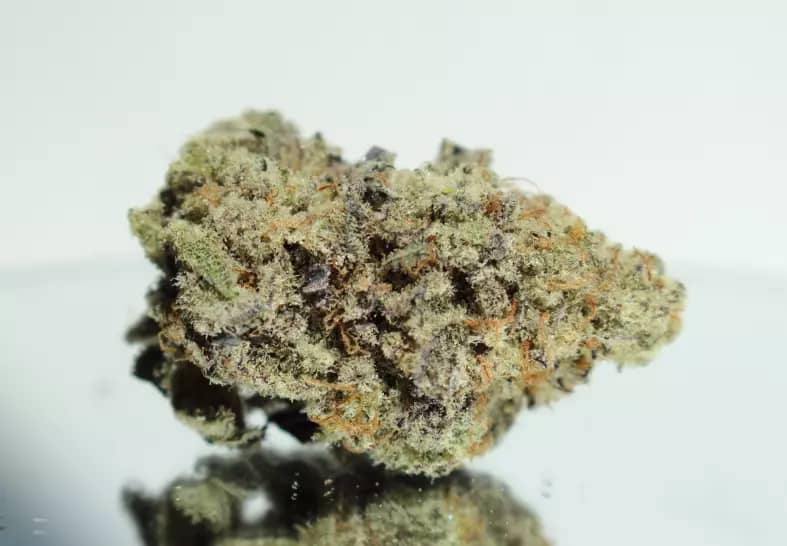 miracle alien cookies strain cannabis photo