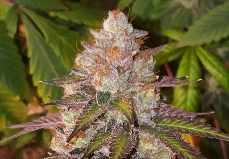 mimosa strain cannabis plant photo