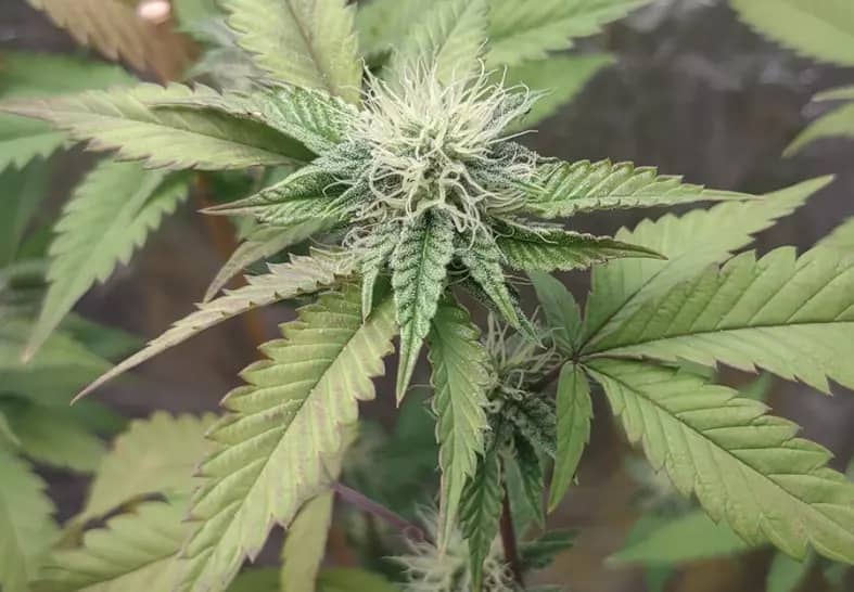 ice cream cake strain cannabis plant photo