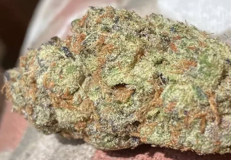 sundae driver strain cannabis photo