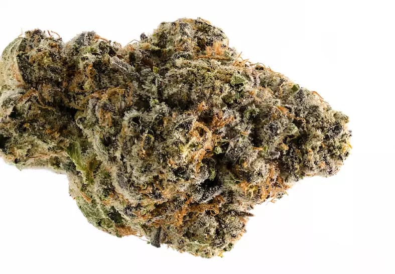 viper cookies strain cannabis photo