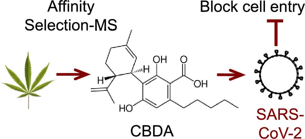 cannabinoids block entry SARS-Cov-2 CBDA chart